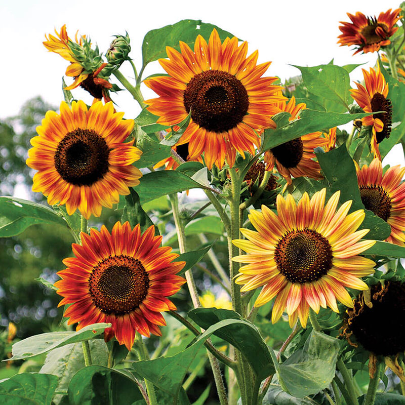 Sunflower Seeds - Evening Colors