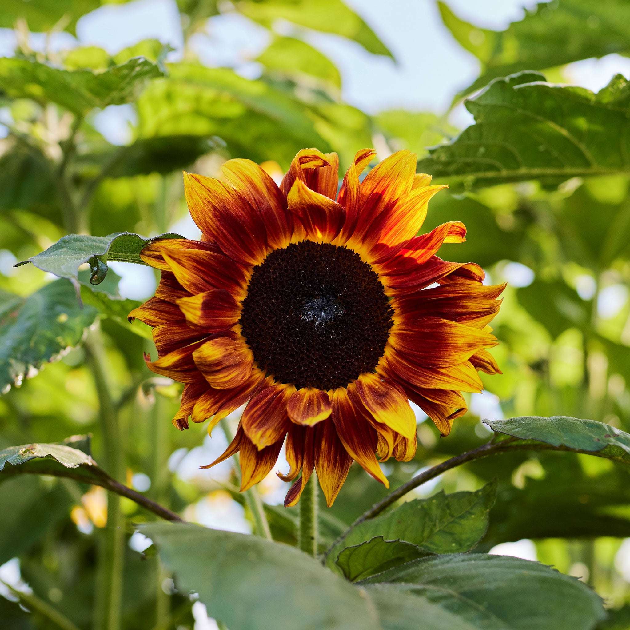 Sunflower Seeds - Evening Colors