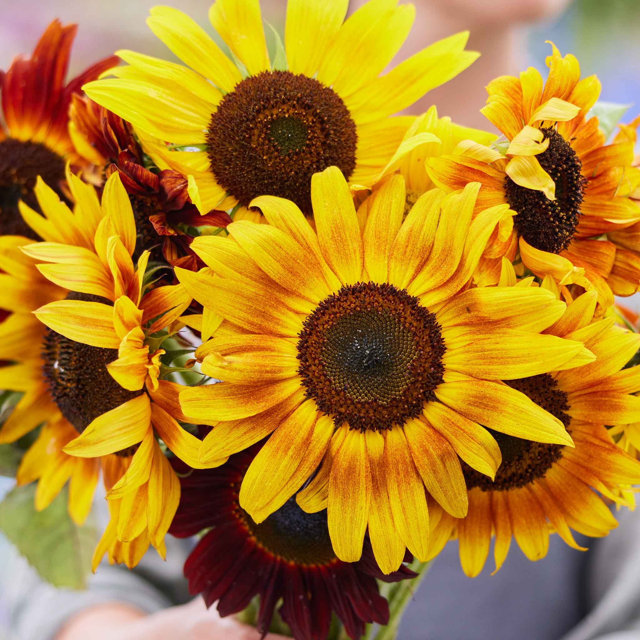 Sunflower Seeds - Evening Sun