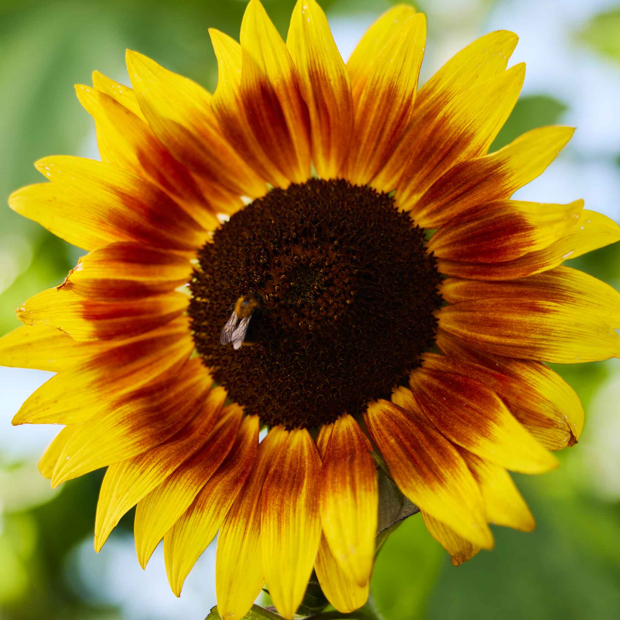 Sunflower Seeds - Evening Sun