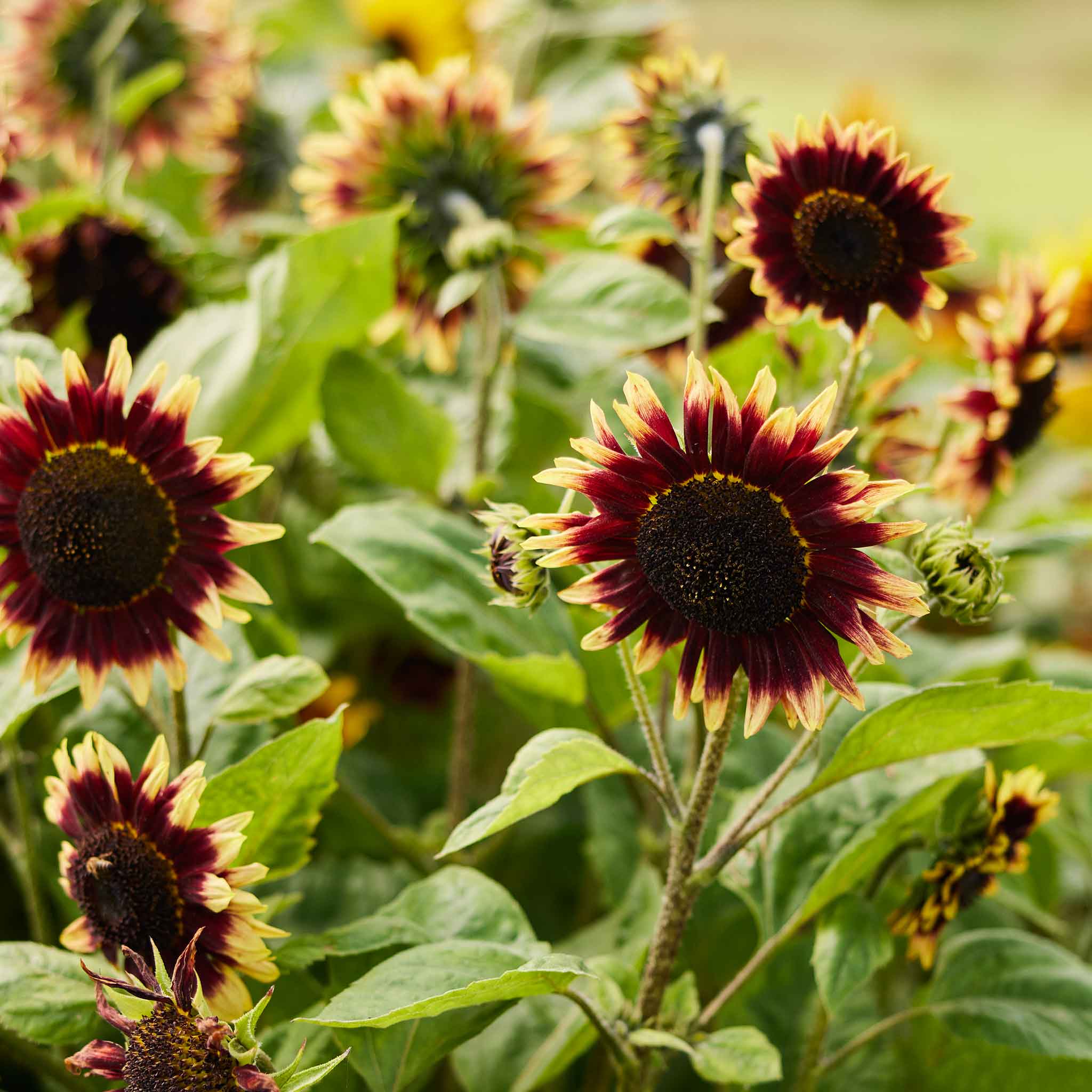 Sunflower Seeds - Floren