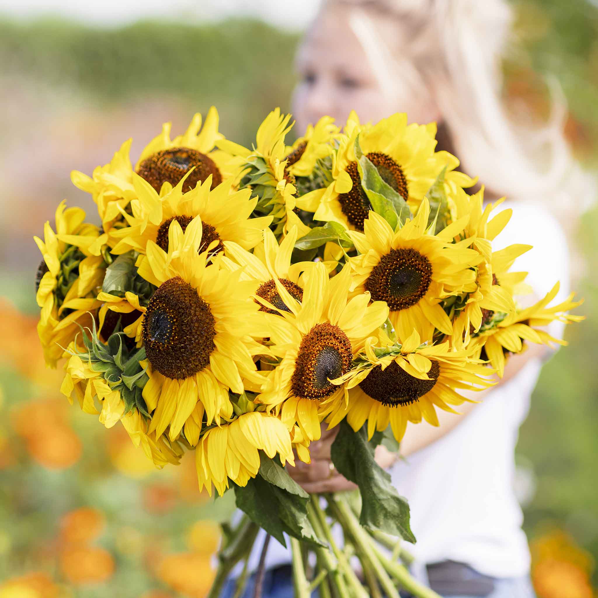 Sunflower Seeds - Henry Wilde