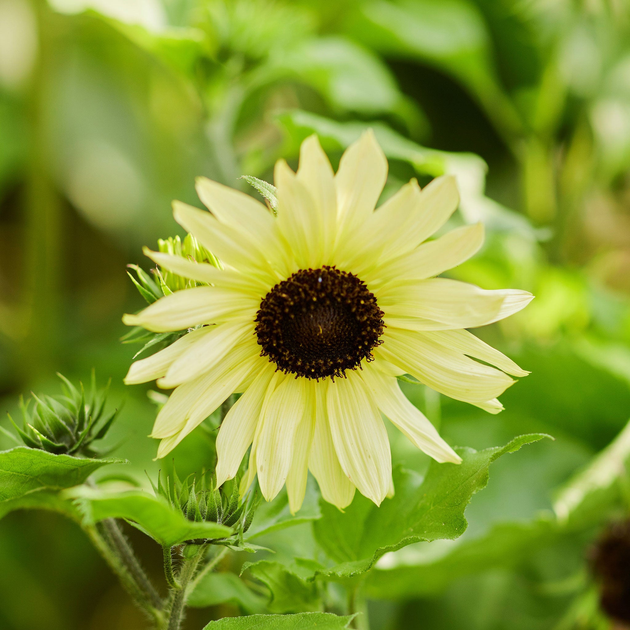 Sunflower Seeds - Ice Cream