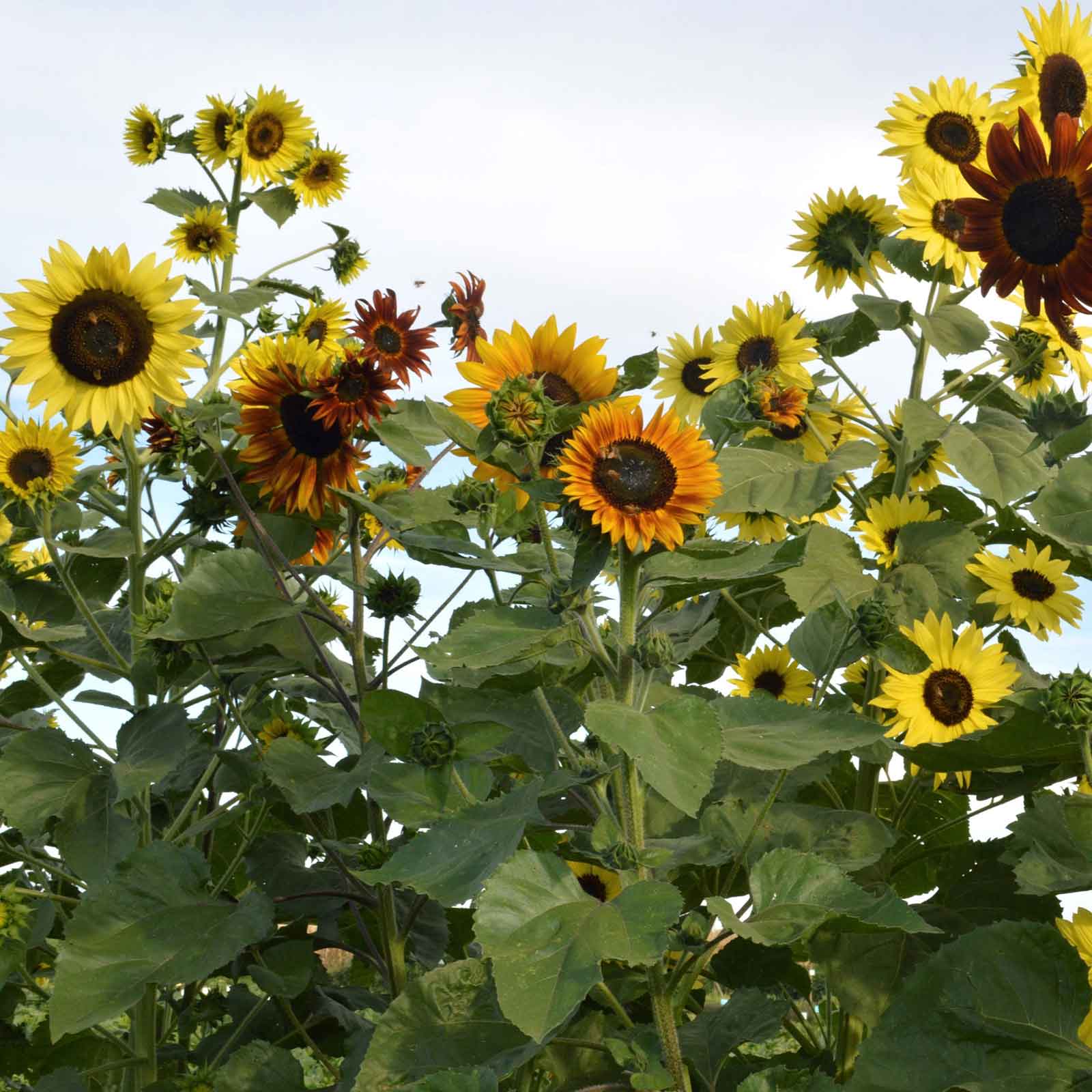 Sunflower Seeds - Indian Blanket