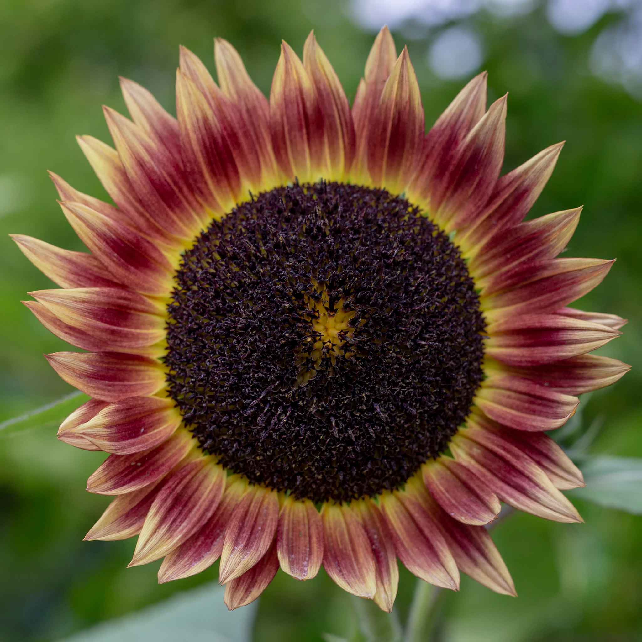 Sunflower Seeds - Indian Blanket