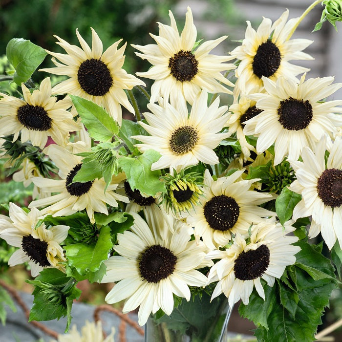 Sunflower Seeds - Italian White