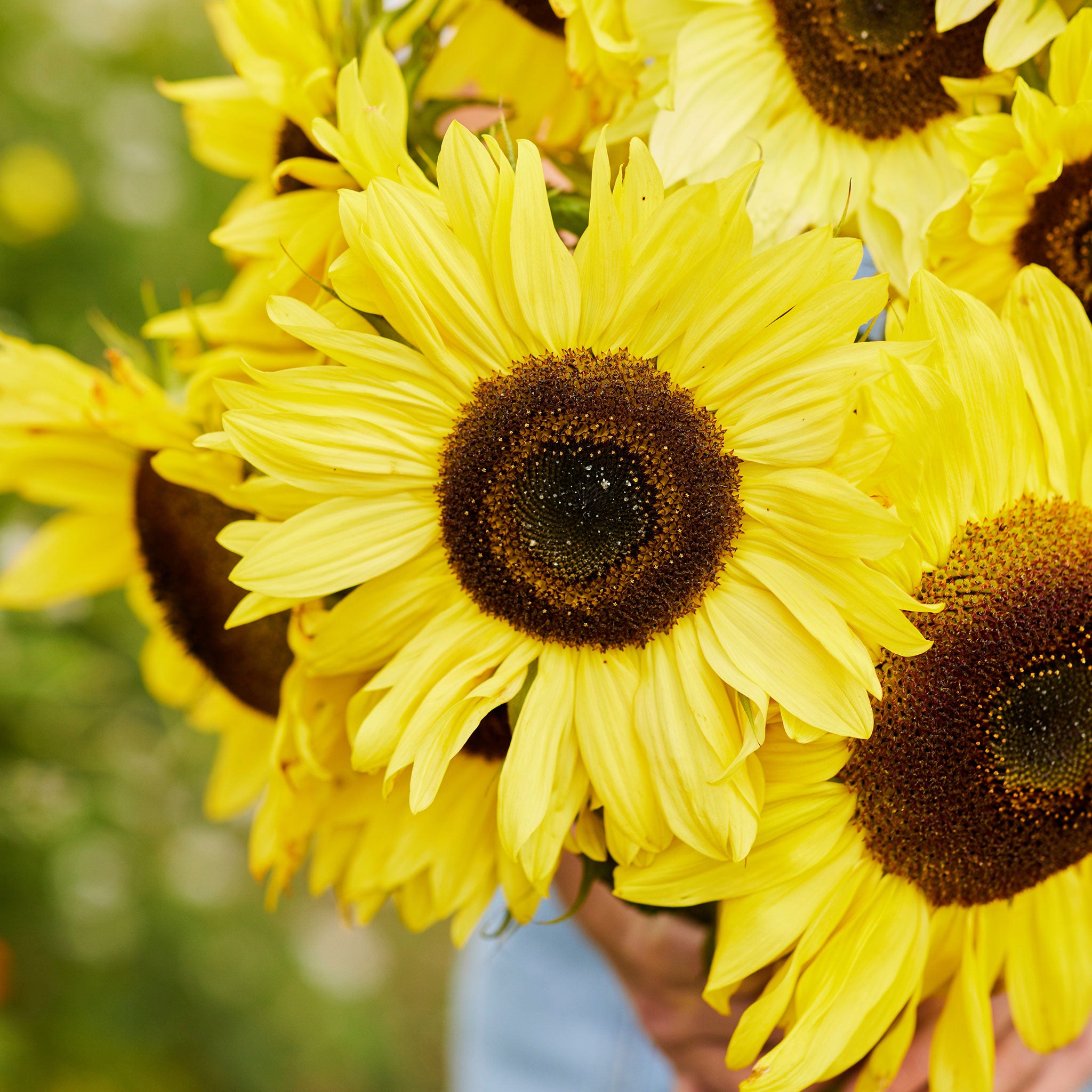 Sunflower Seeds - Lemon Queen