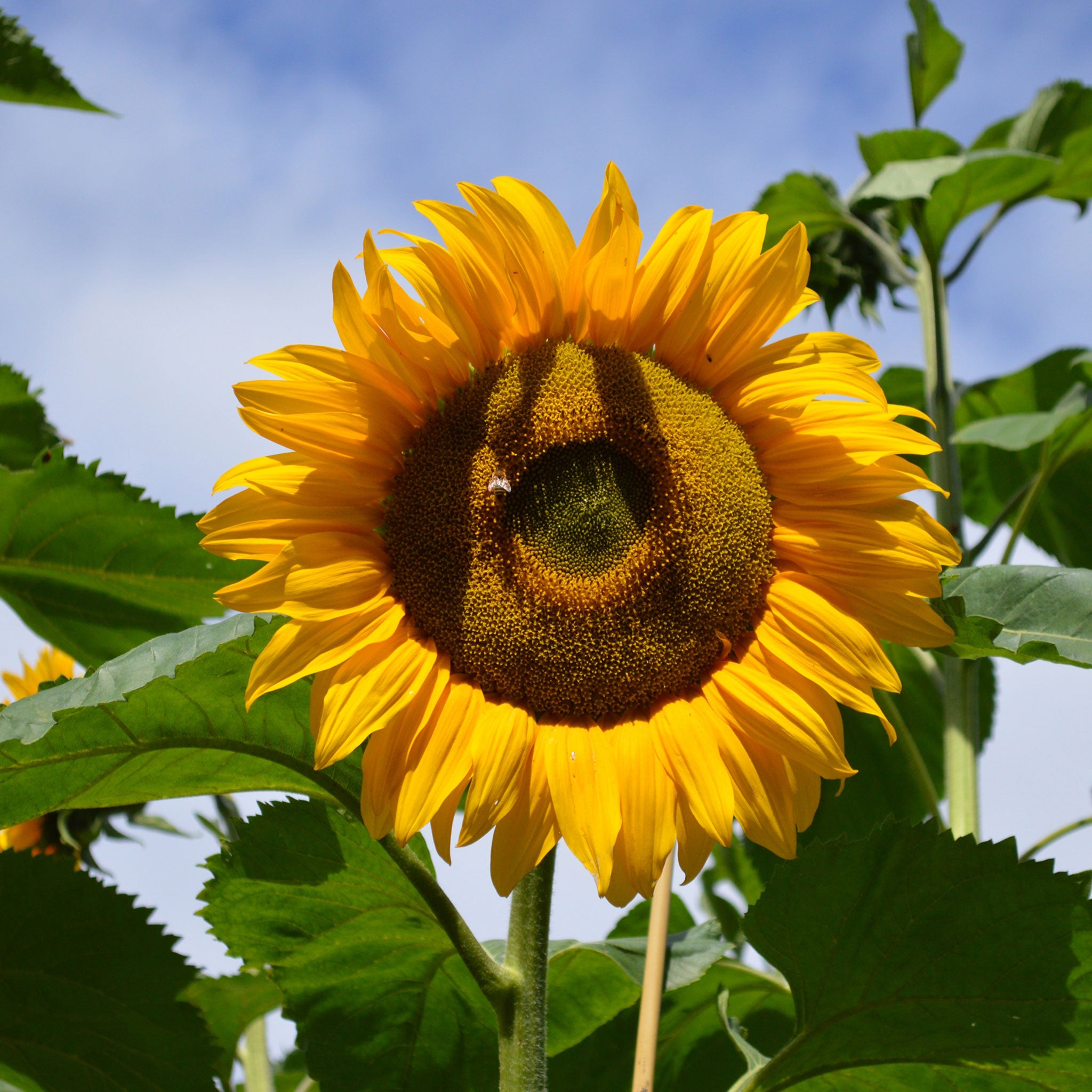 Sunflower Seeds - Mammoth Grey-Stripe