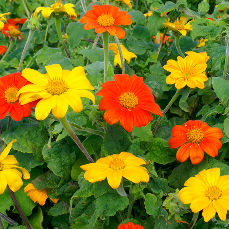 Mexican Sunflower Seeds - Mix