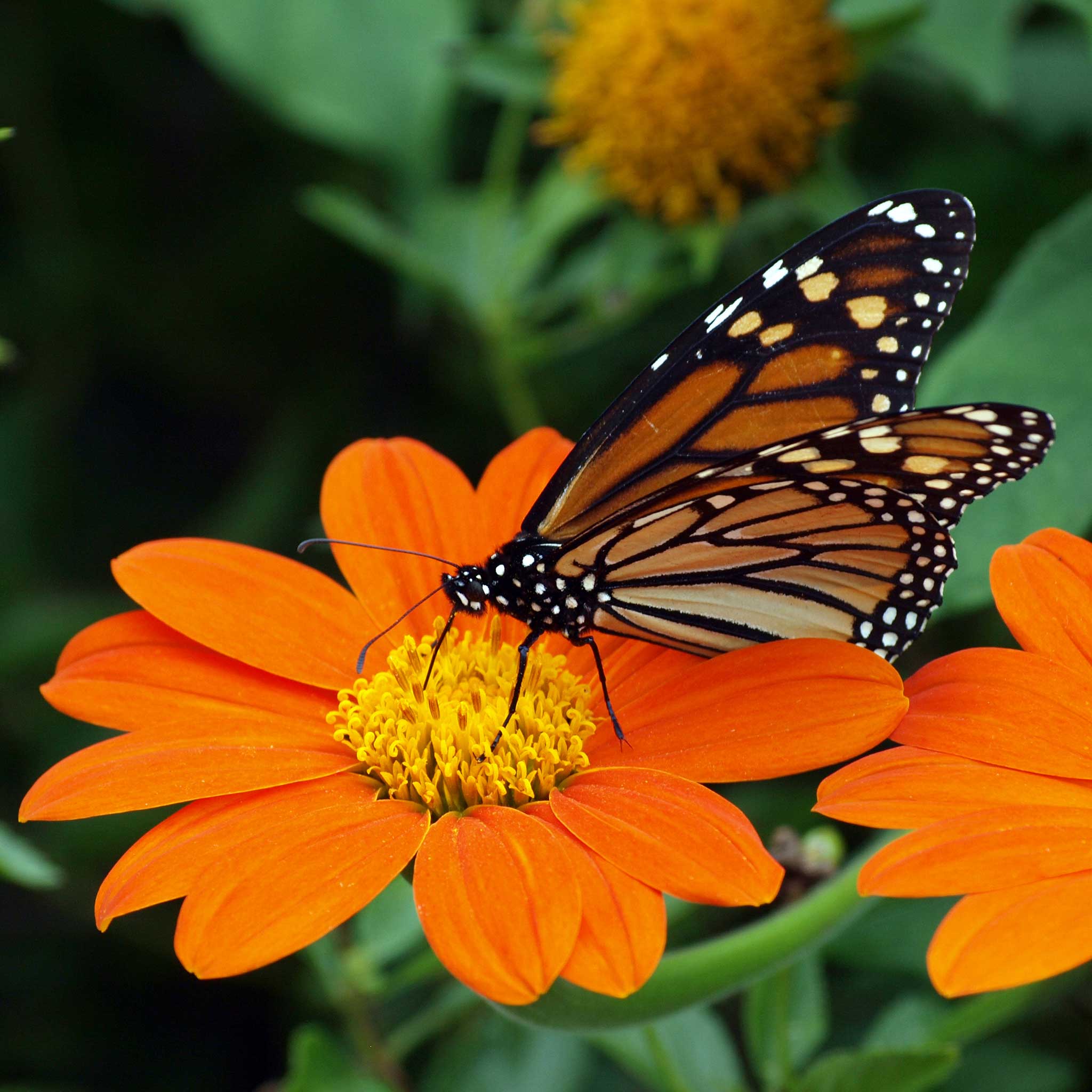 Mexican Sunflower Seeds - Torch