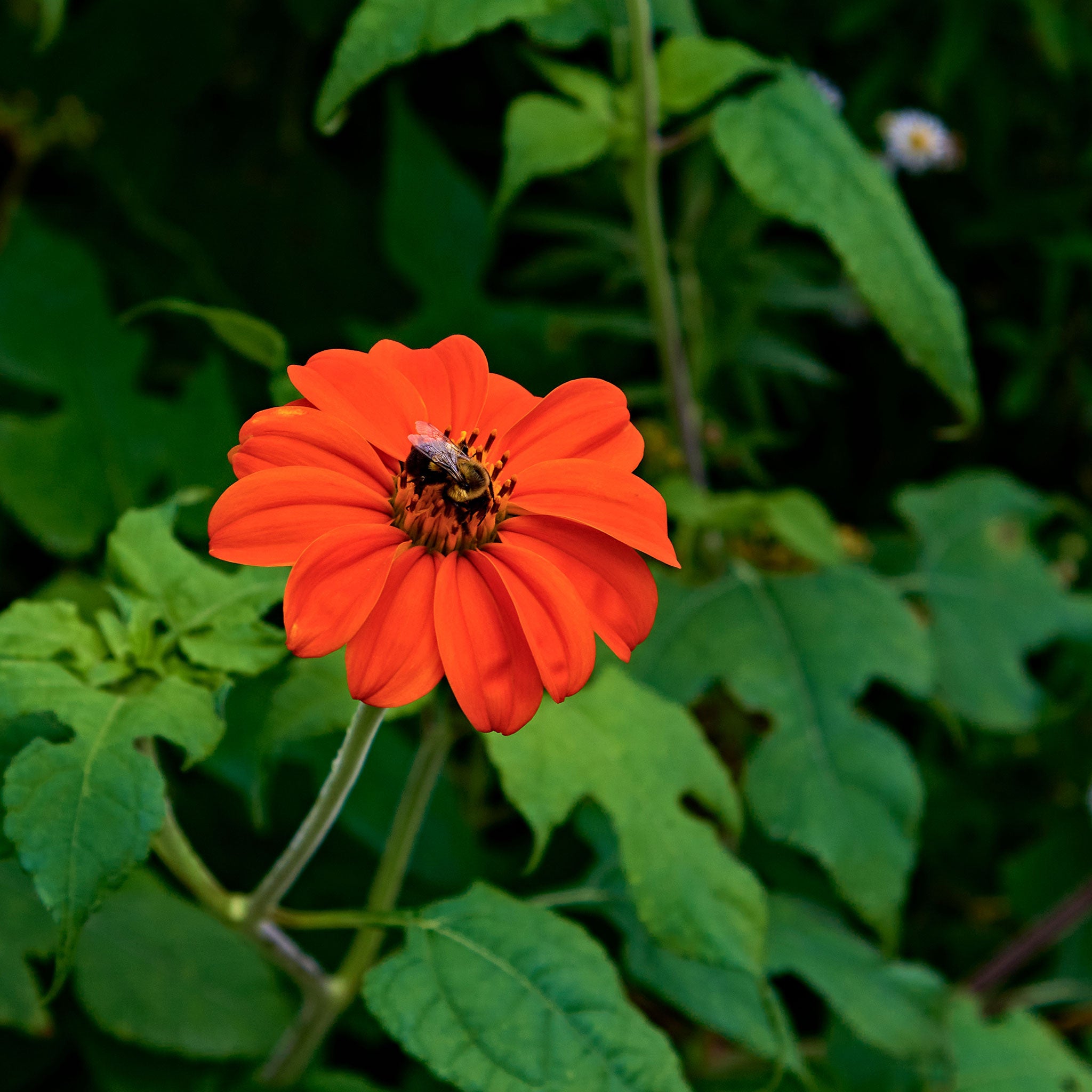 Mexican Sunflower Seeds - Torch