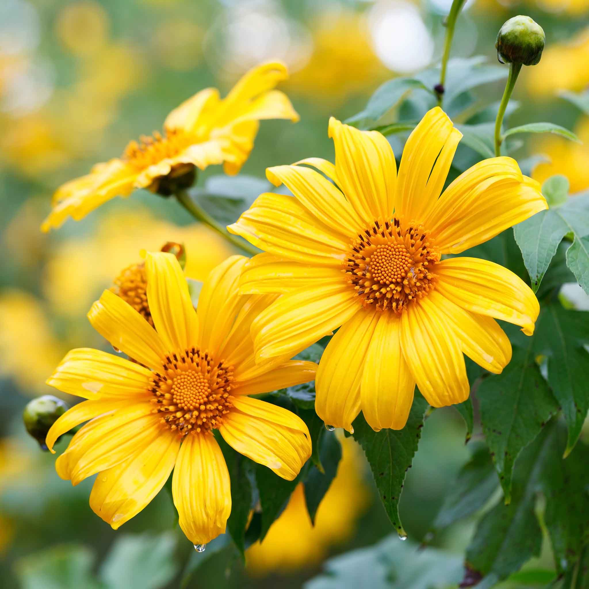 Mexican Sunflower Seeds - Torch