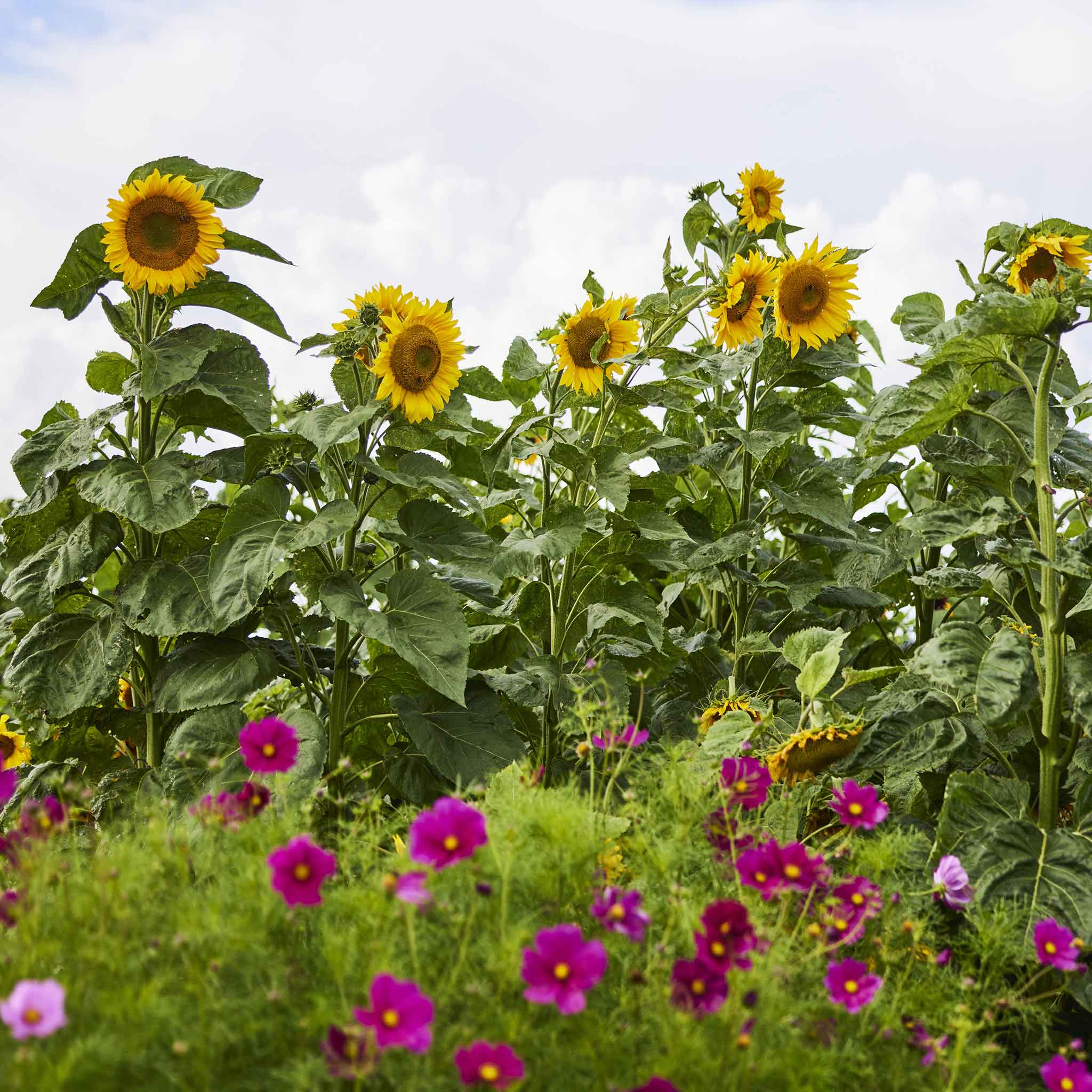 Sunflower Seeds - Mongolian Giant