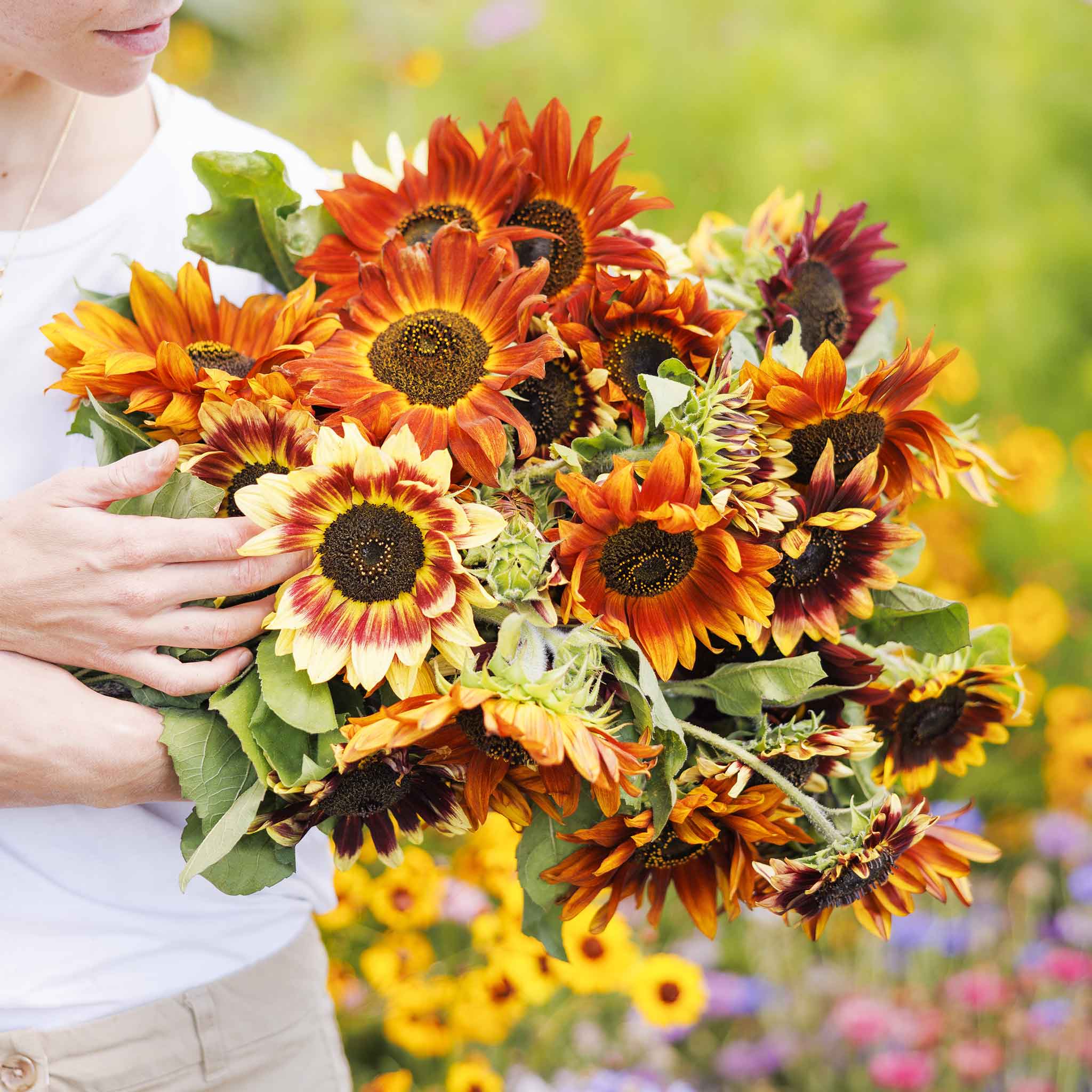 Organic Sunflower Seeds - Autumn Beauty