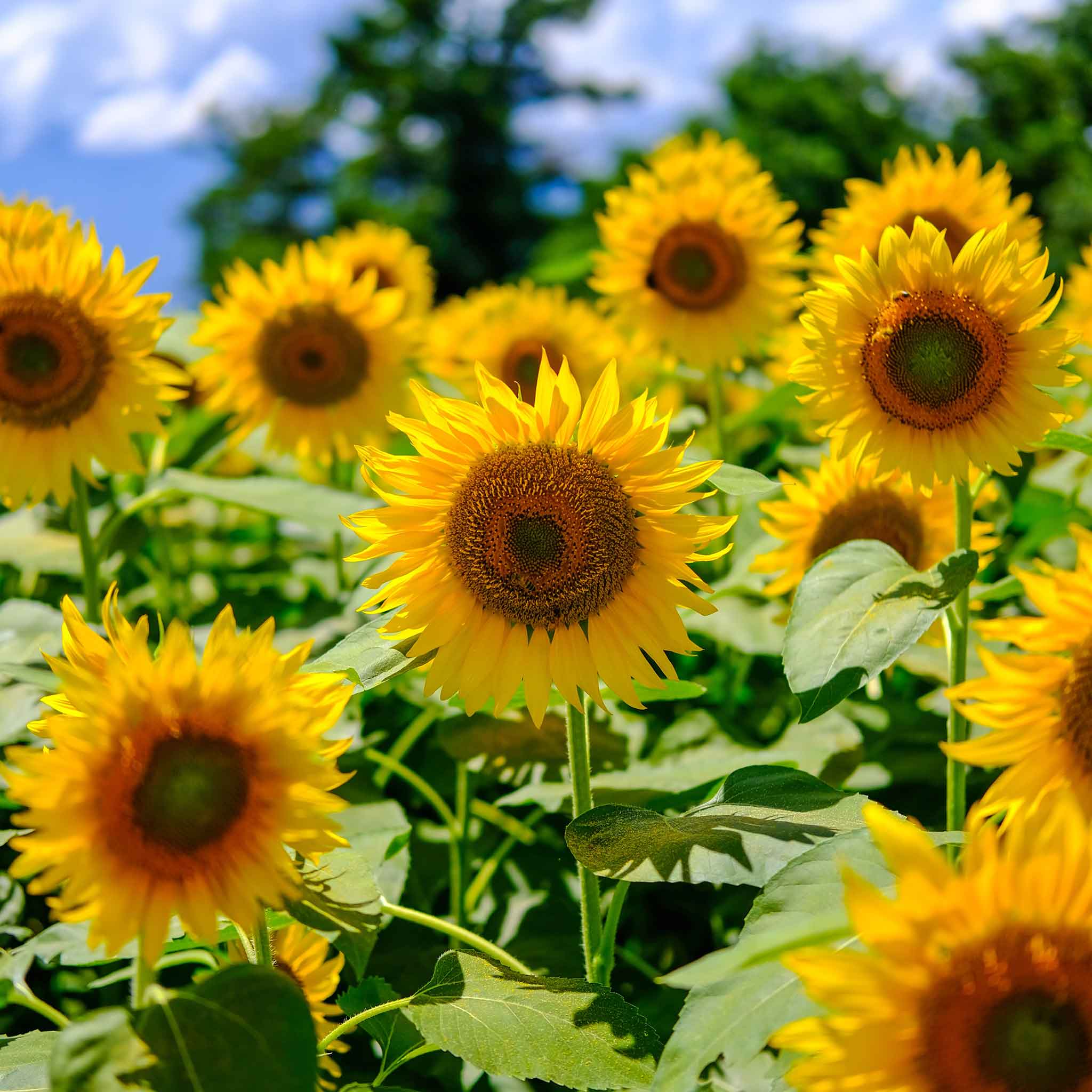 Organic Sunflower Seeds - Mammoth Grey-Stripe