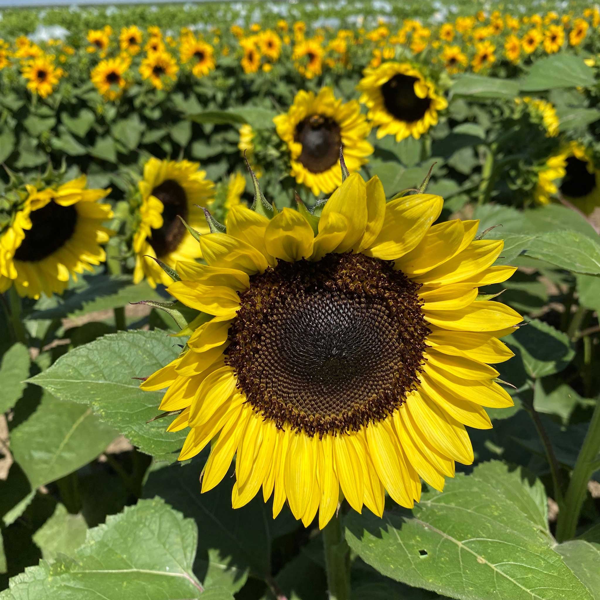 Sunflower ProCut Bril-liance