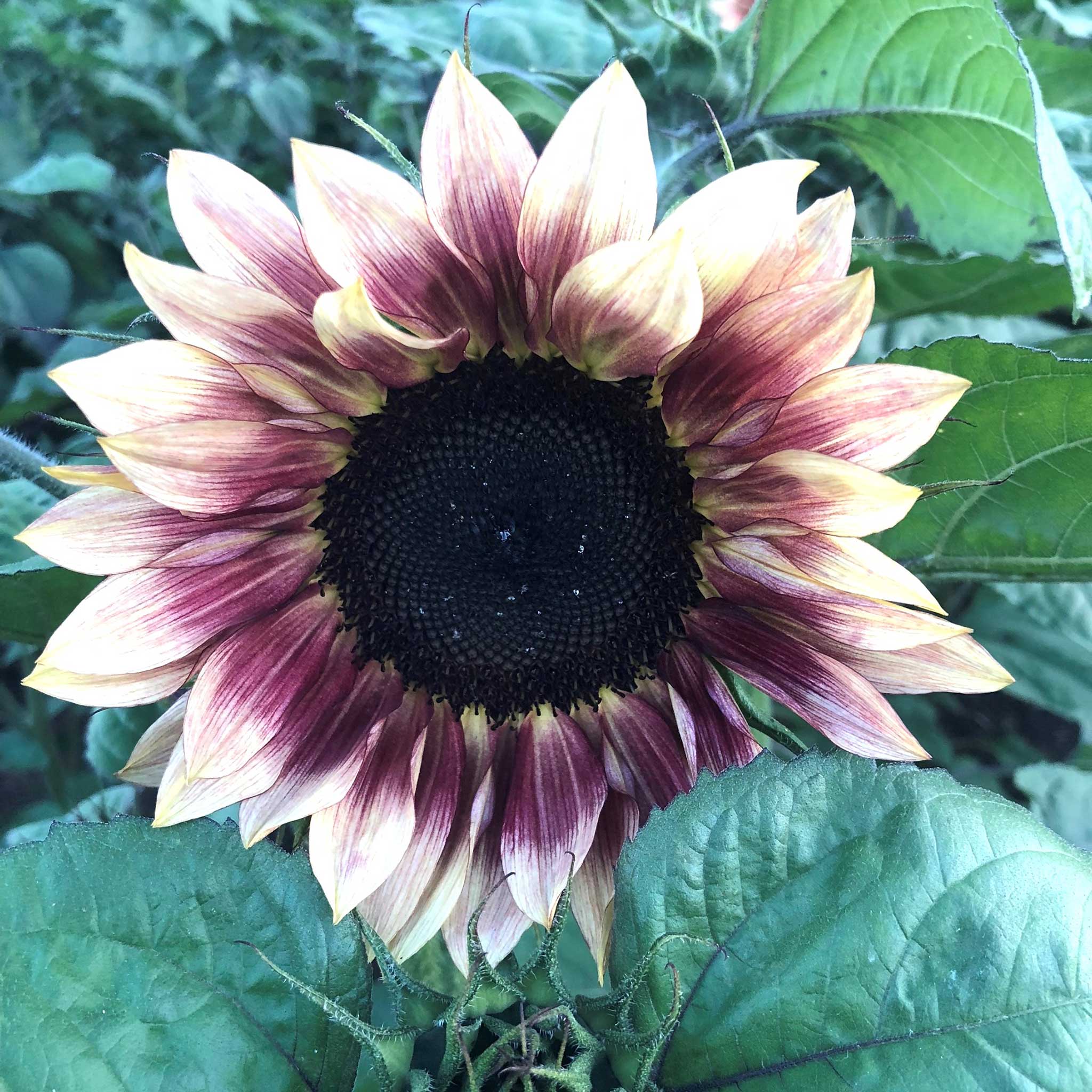 Sunflower Pro-Cut Plum