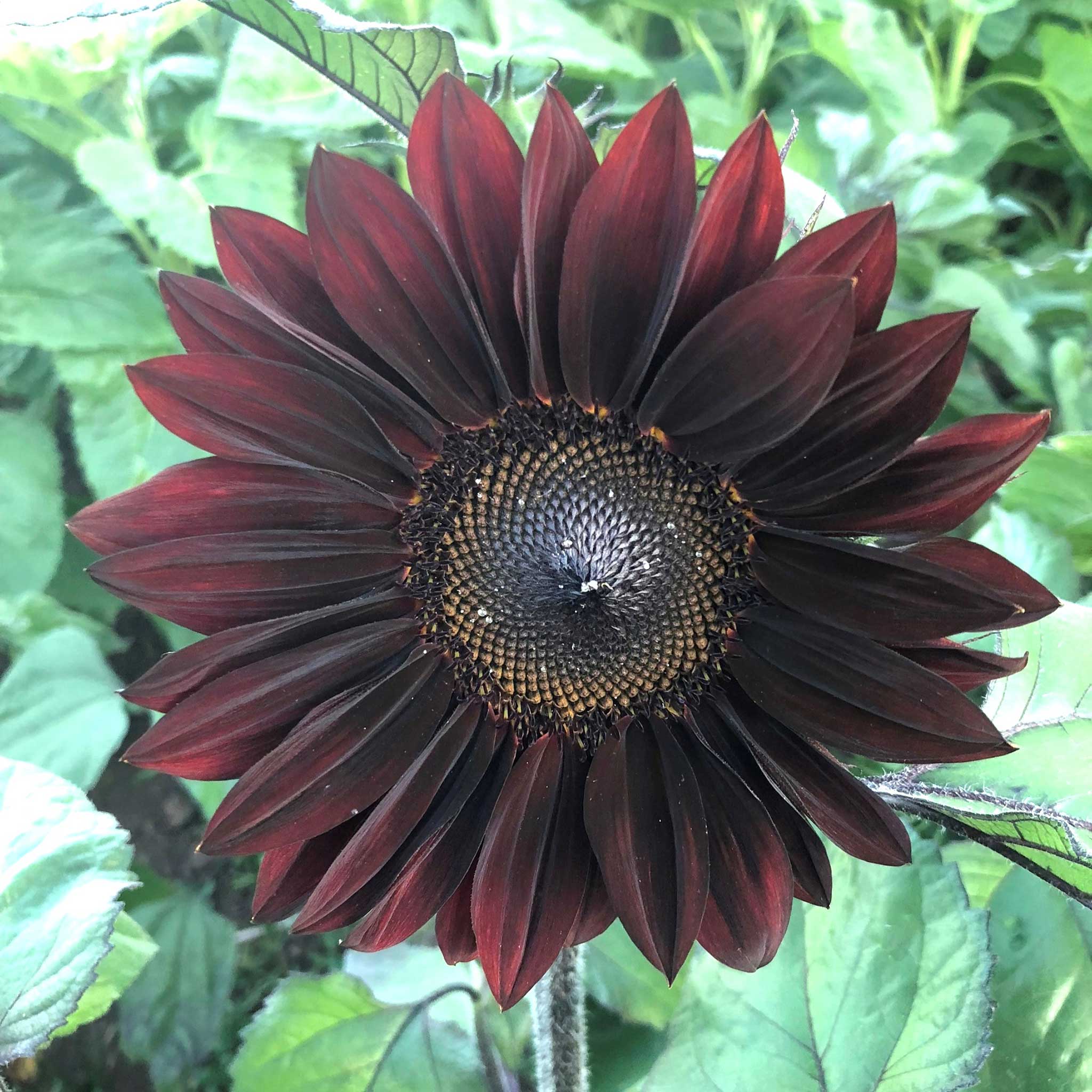 Sunflower ProCut Red