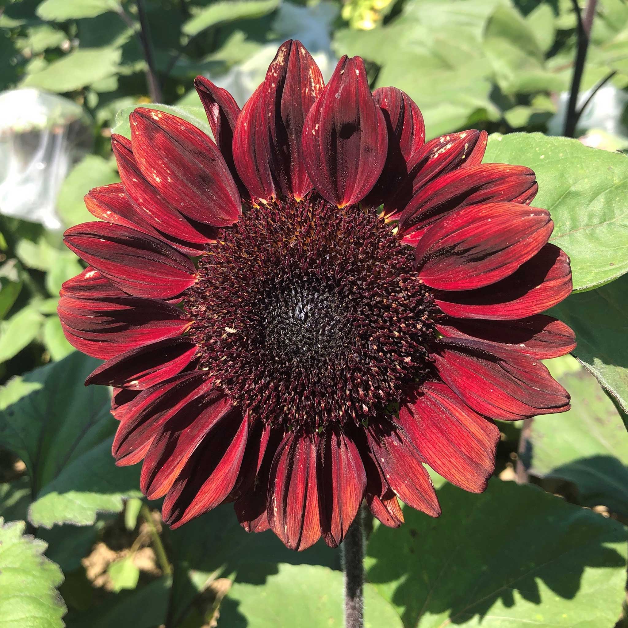 Sunflower ProCut Red