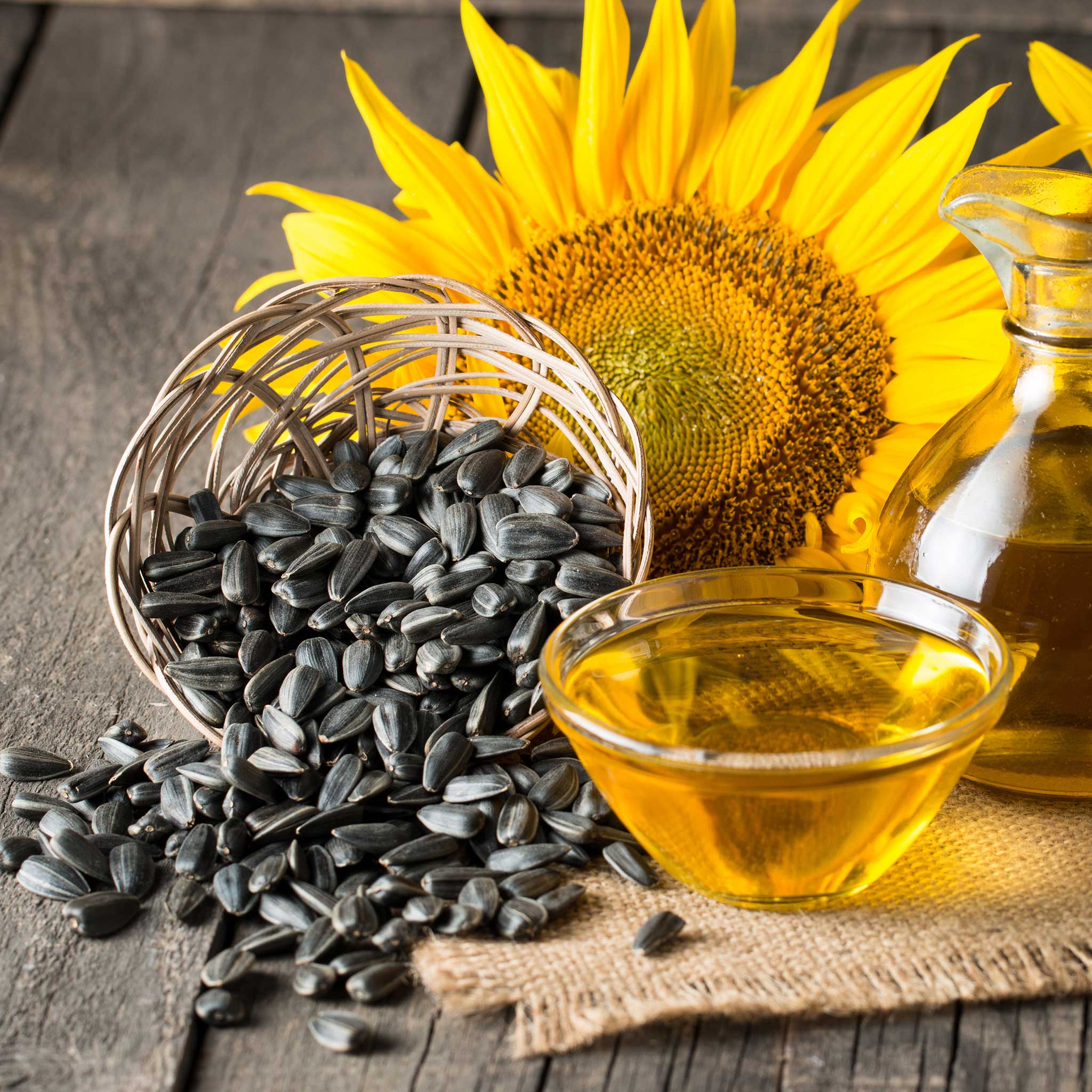 Sunflower Seeds - Black Oil Microgreen