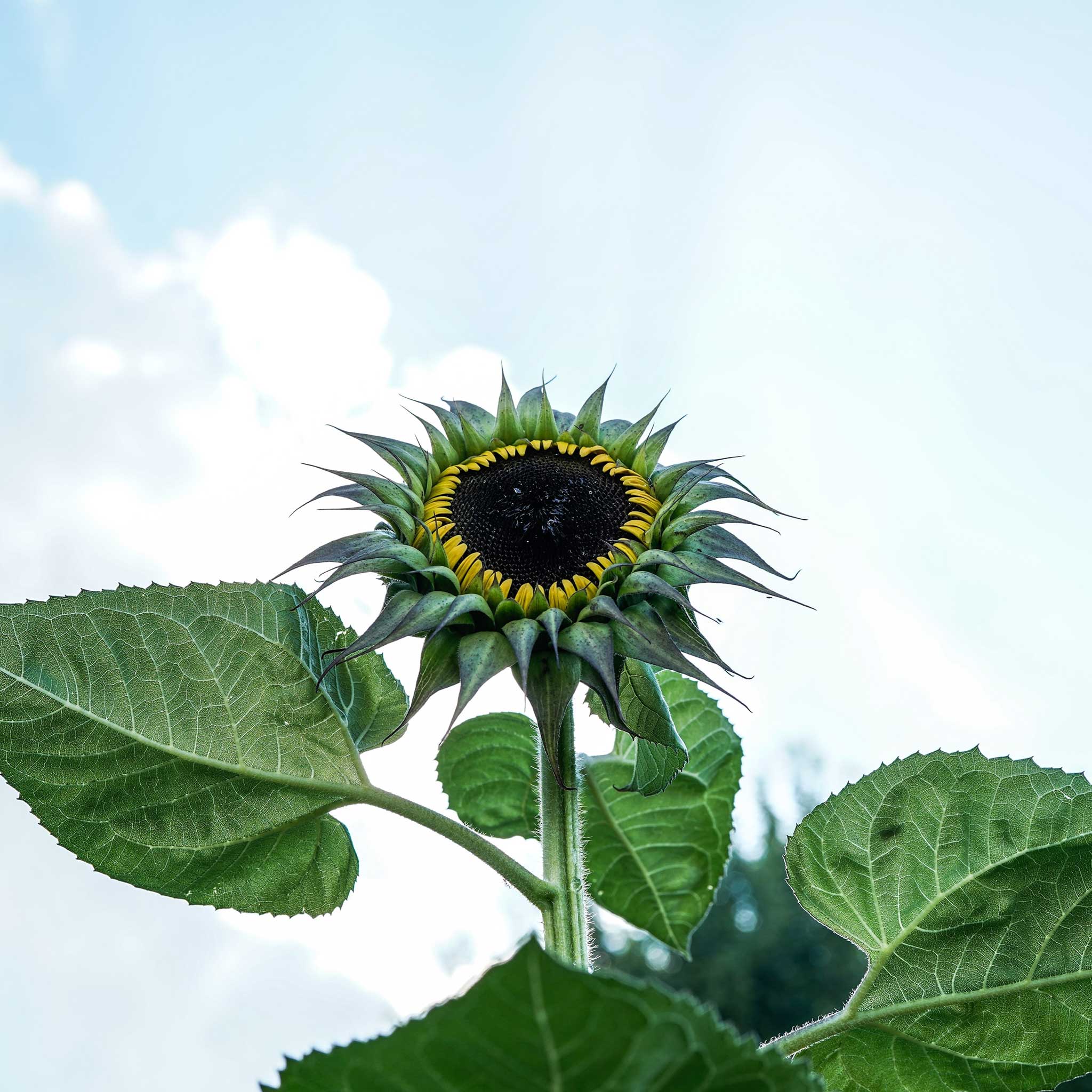 Sunflower SunFill Purple