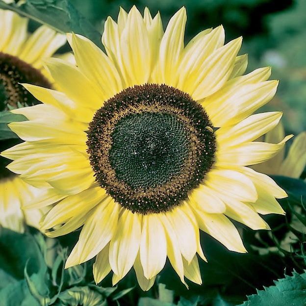 Sunflower Seeds - Sunset Lemon