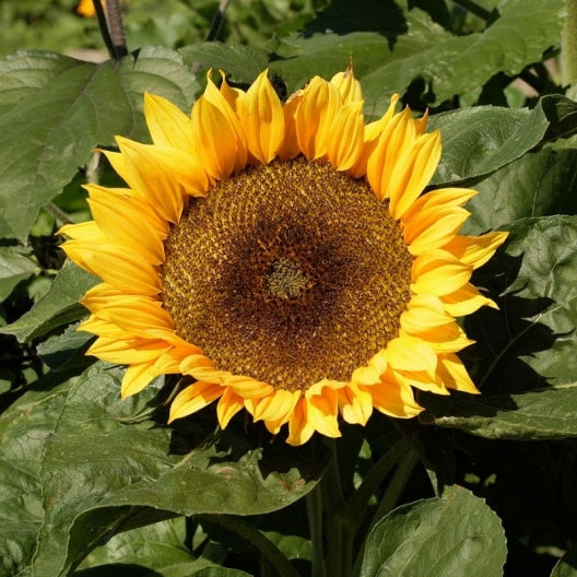 Sunflower Seeds - Sunspot