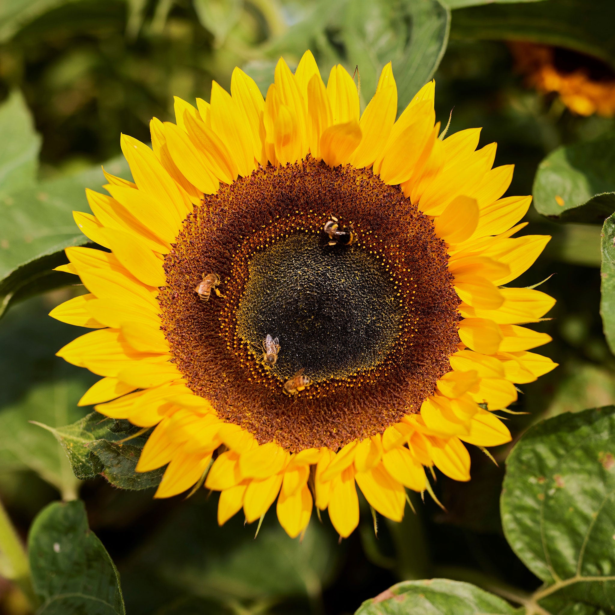 Sunflower Seeds - Taiyo