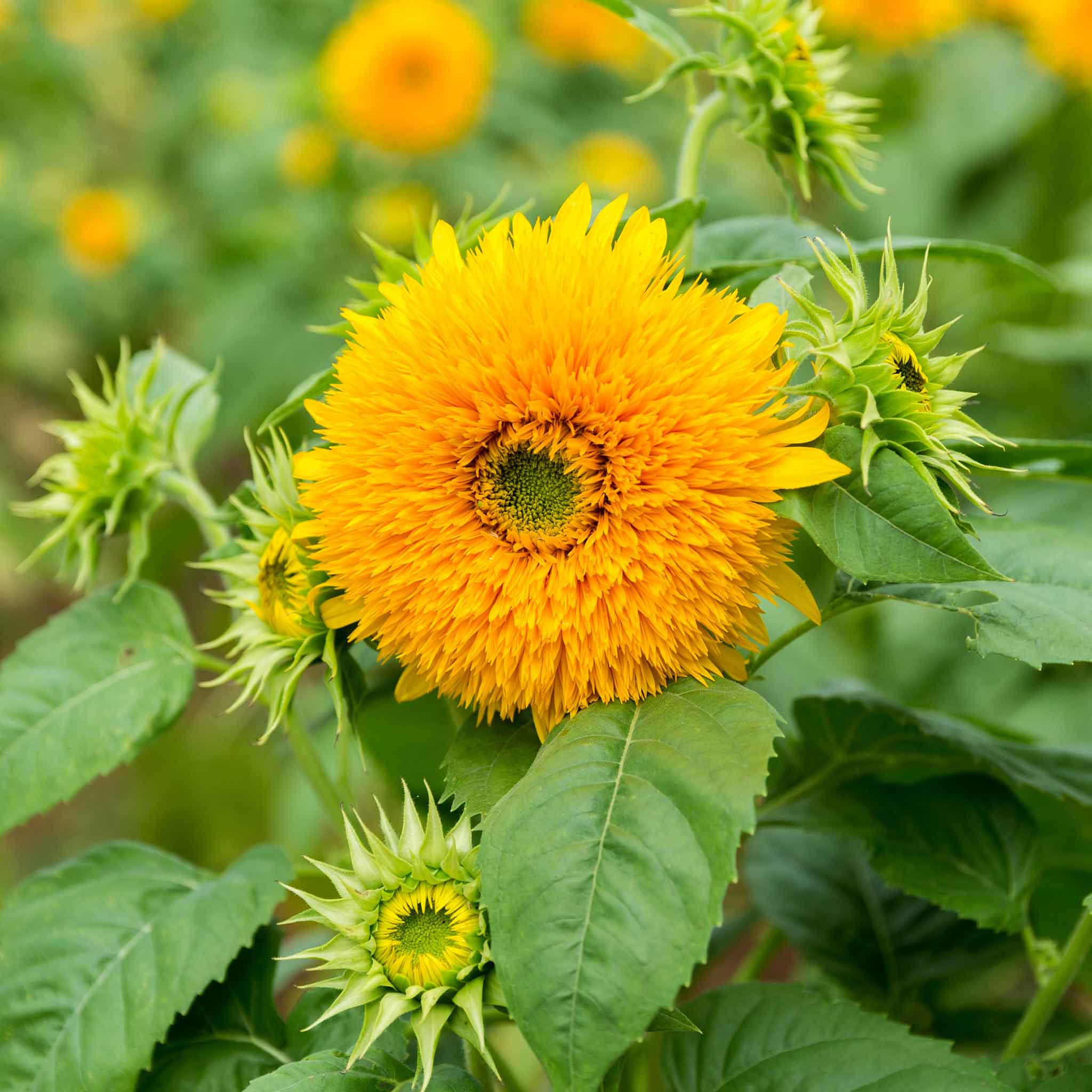 Sunflower Seeds - Tall Teddy Bear