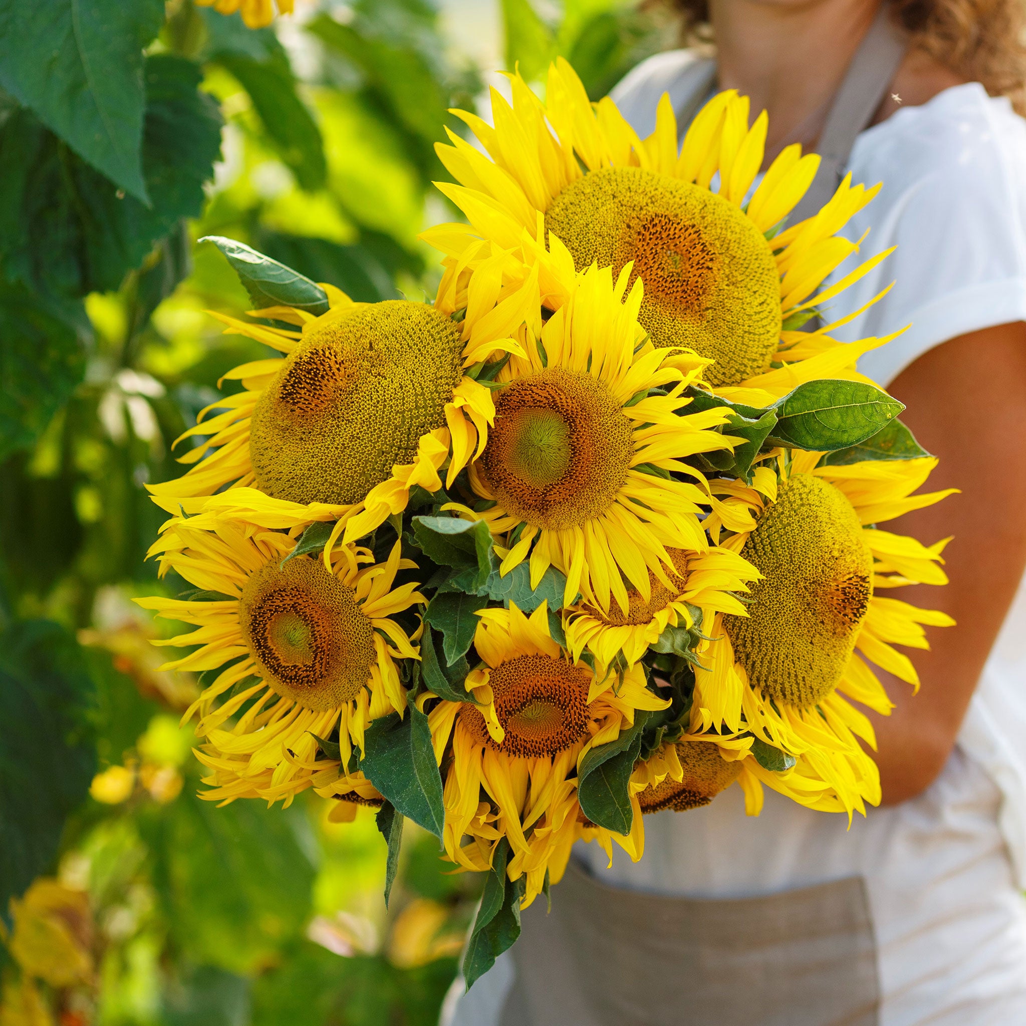 Sunflower Seeds - Yellow Pygmy