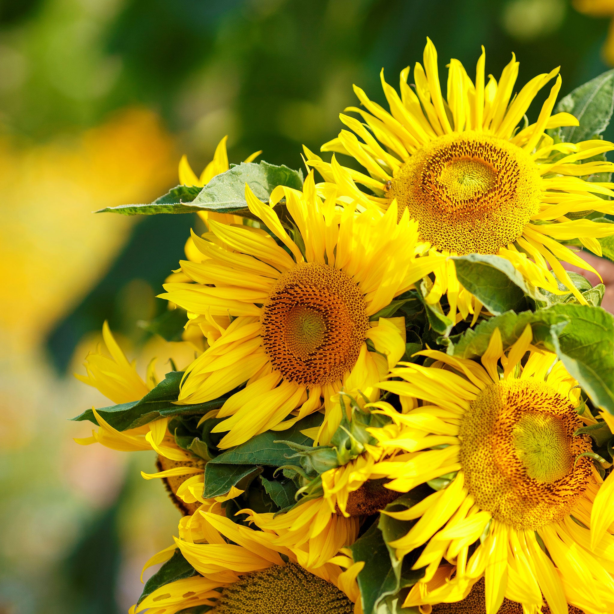 Sunflower Seeds - Yellow Pygmy