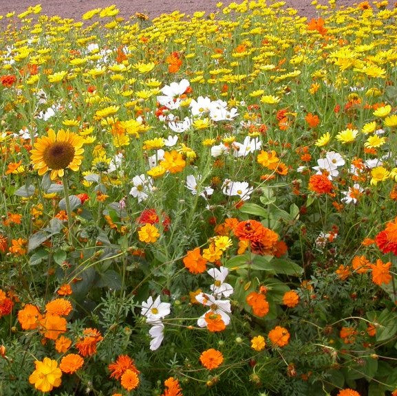 Sunset Mix - Orange, Yellow & White Flower Seed Mix