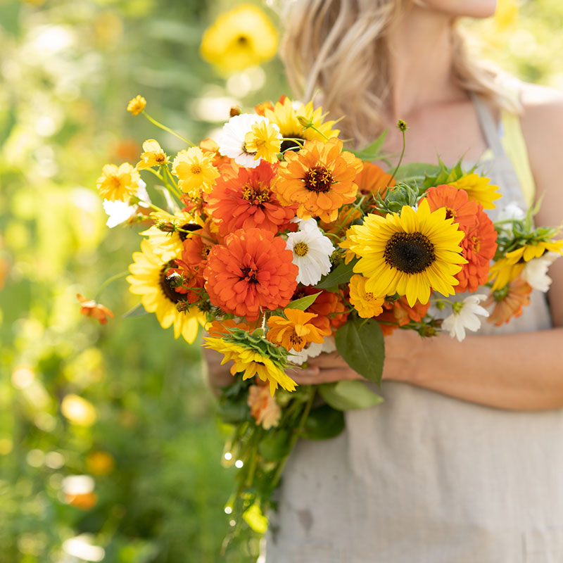 Sunset Mix - Orange, Yellow & White Flower Seed Mix