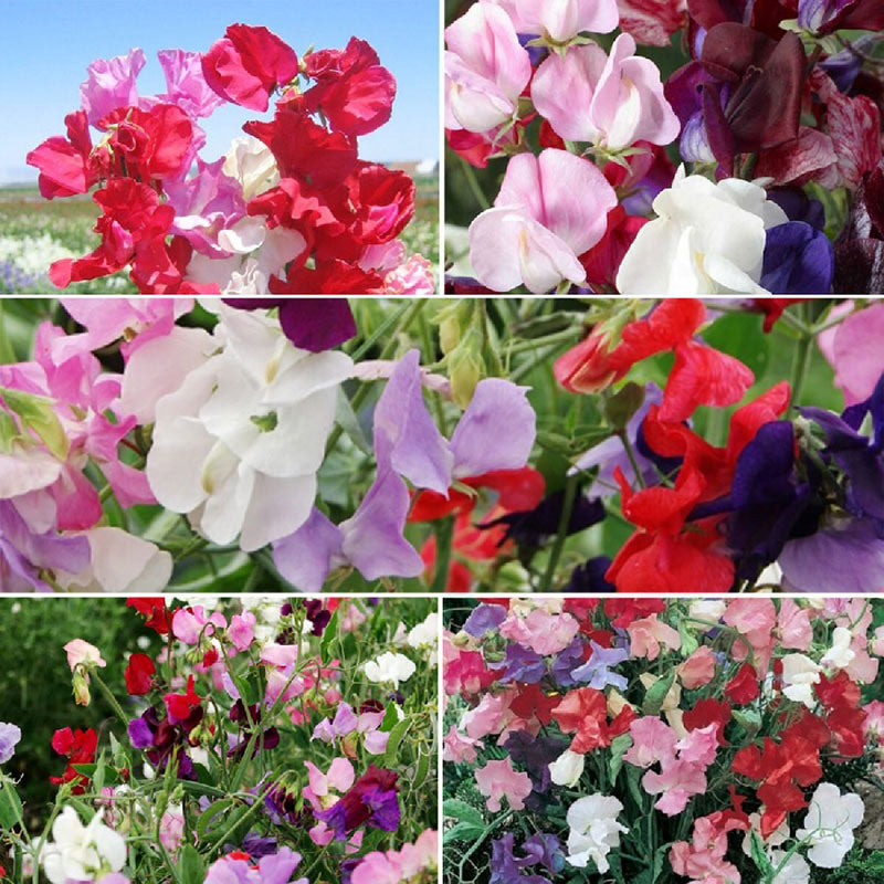 Sweetie - Sweet Pea Flower Seed Mix