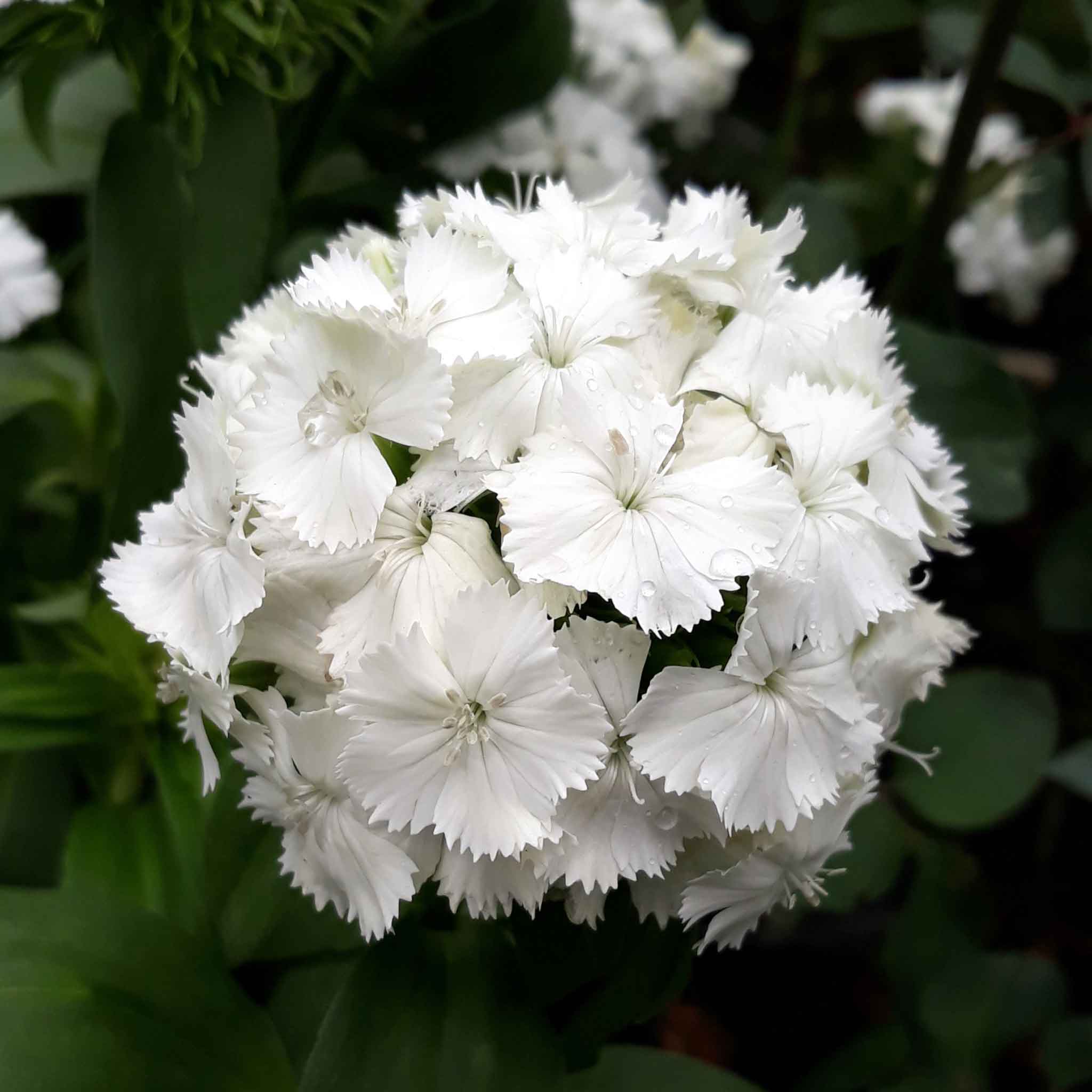 Sweet William Seeds - Albus