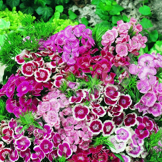 Sweet William Seeds - Dwarf Wee Willie Mix