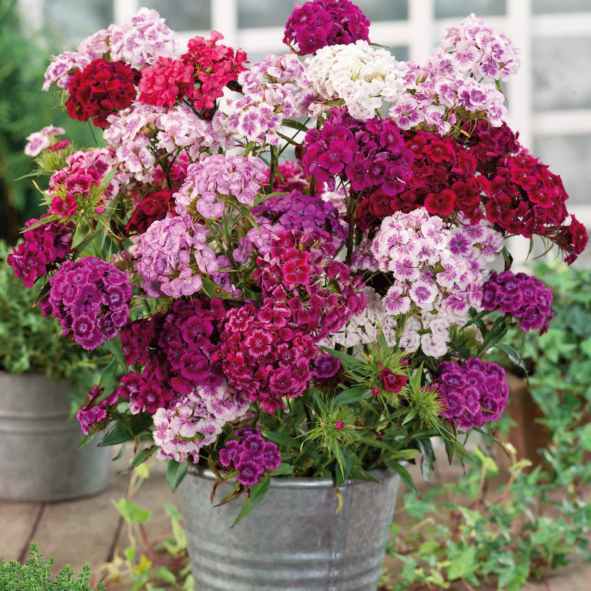 Sweet William Seeds - Herald of Spring Mix