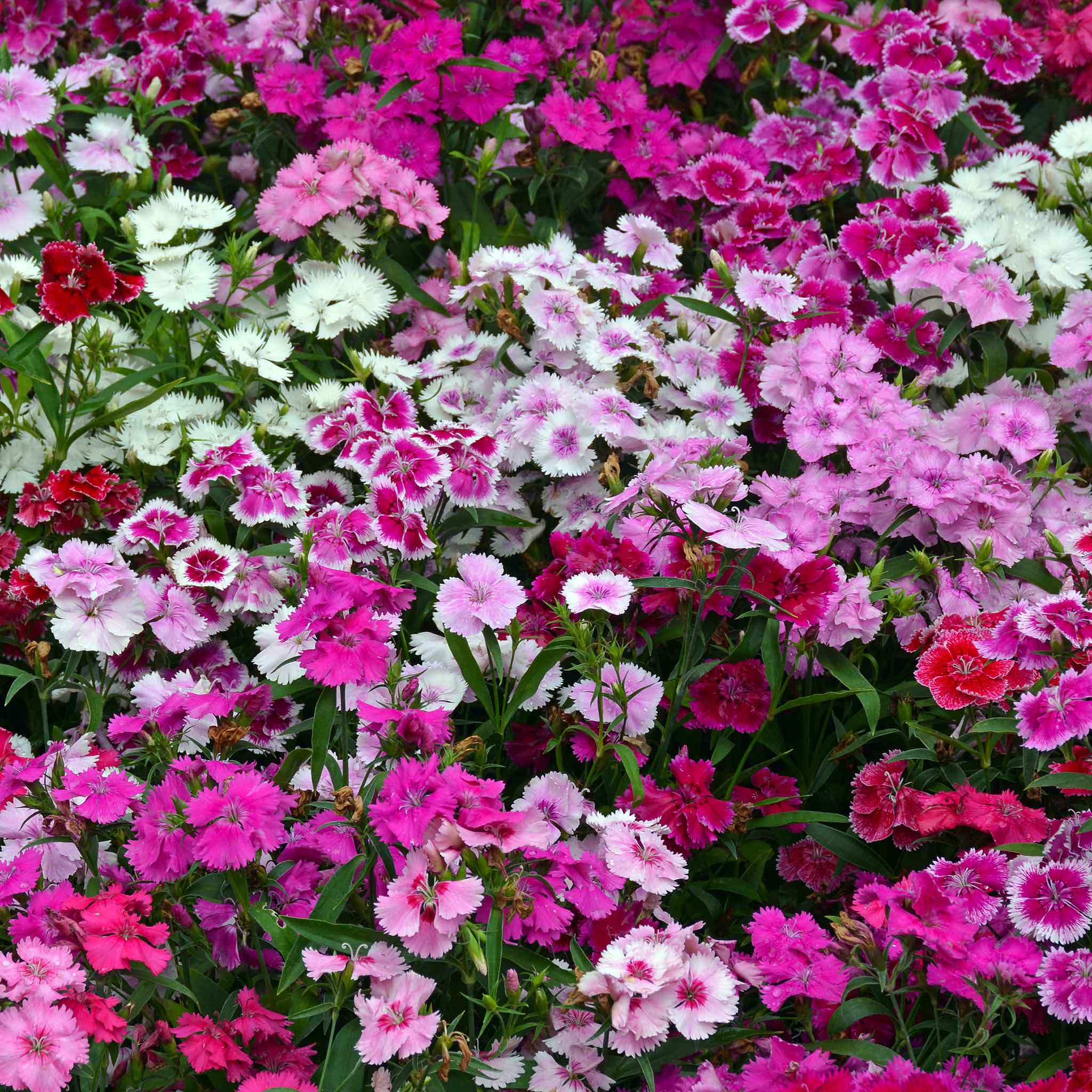 Sweet William Seeds - Indian Carpet Dwarf Single Mix