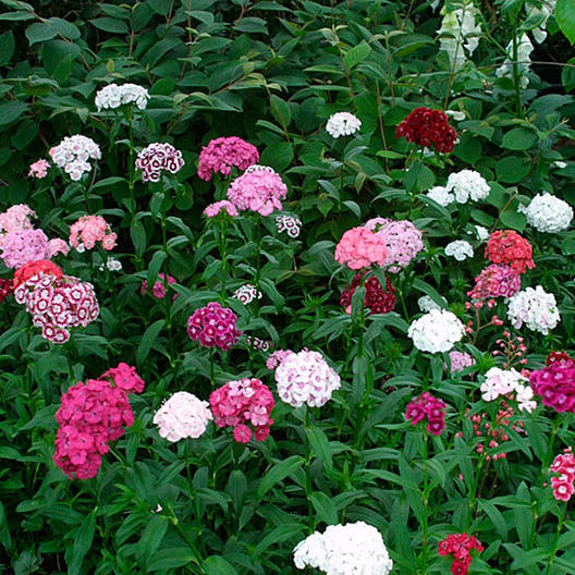 Sweet William Seeds - Tall Single Mix