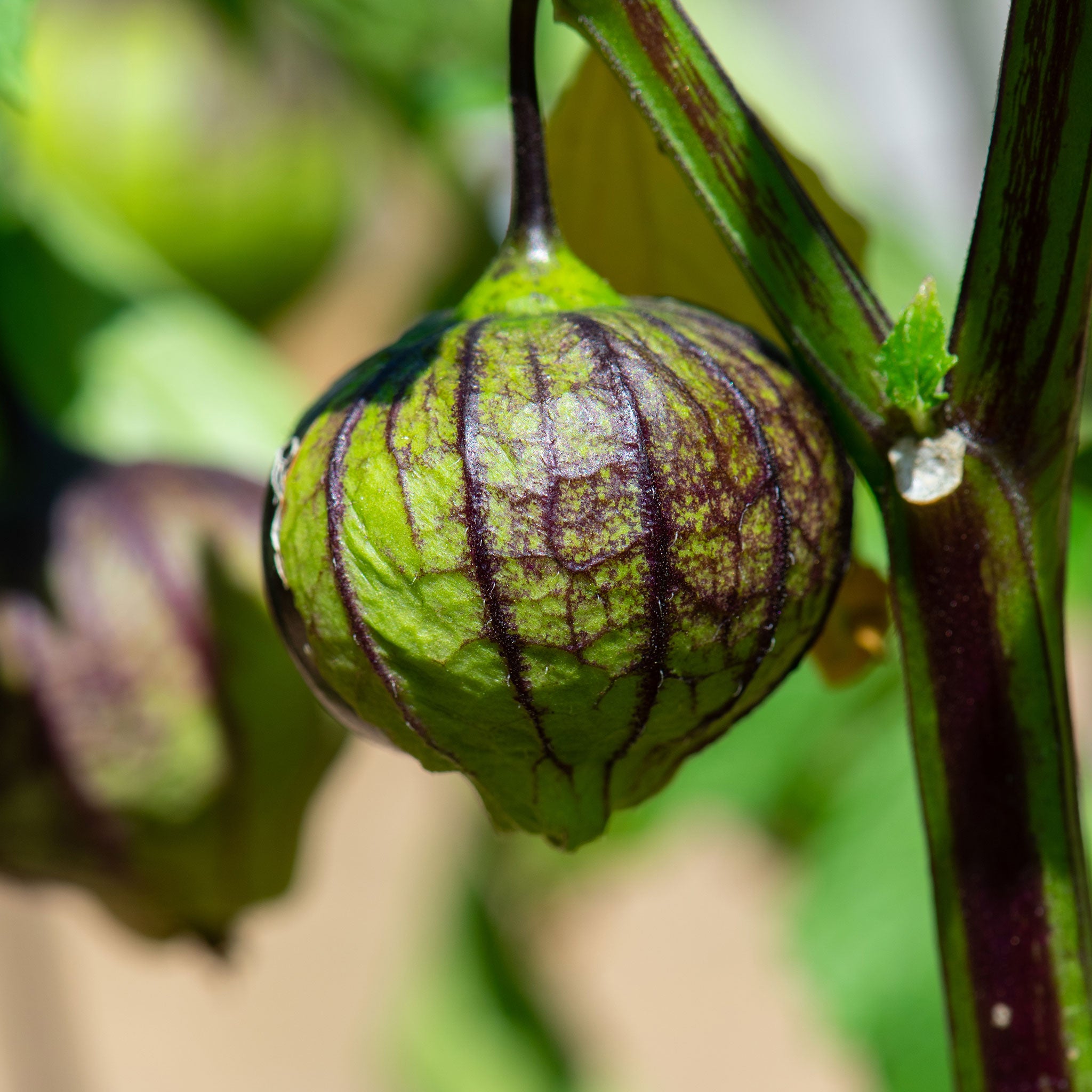 Tomatillo Seeds - Purple