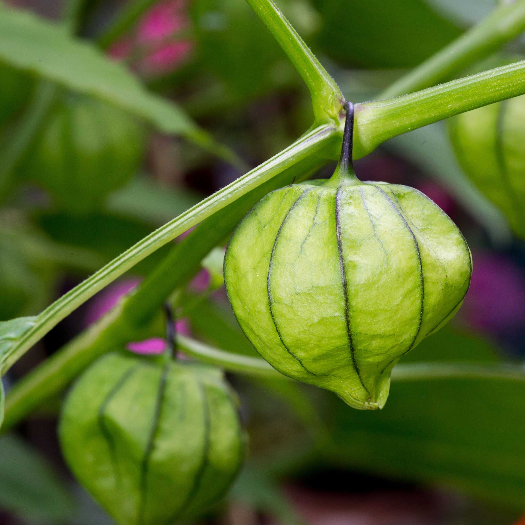 Tomatillo Seeds - Rio Grande Verde