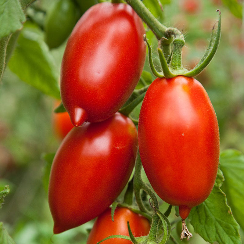 Tomato Seeds - Amish Paste