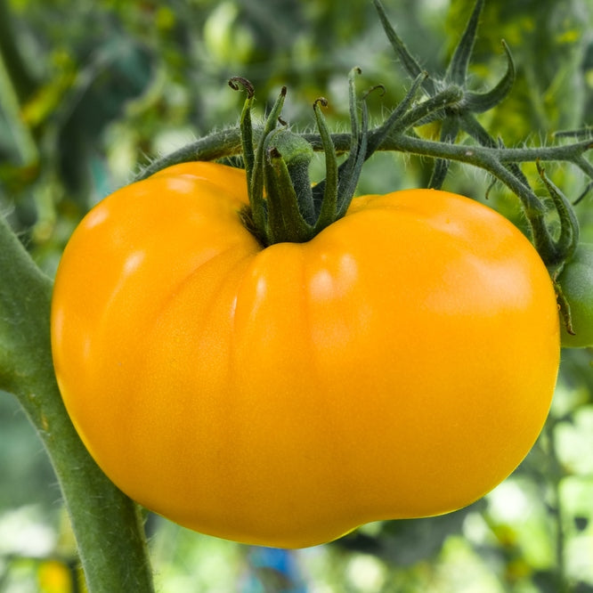 Tomato Seeds - Azoychka