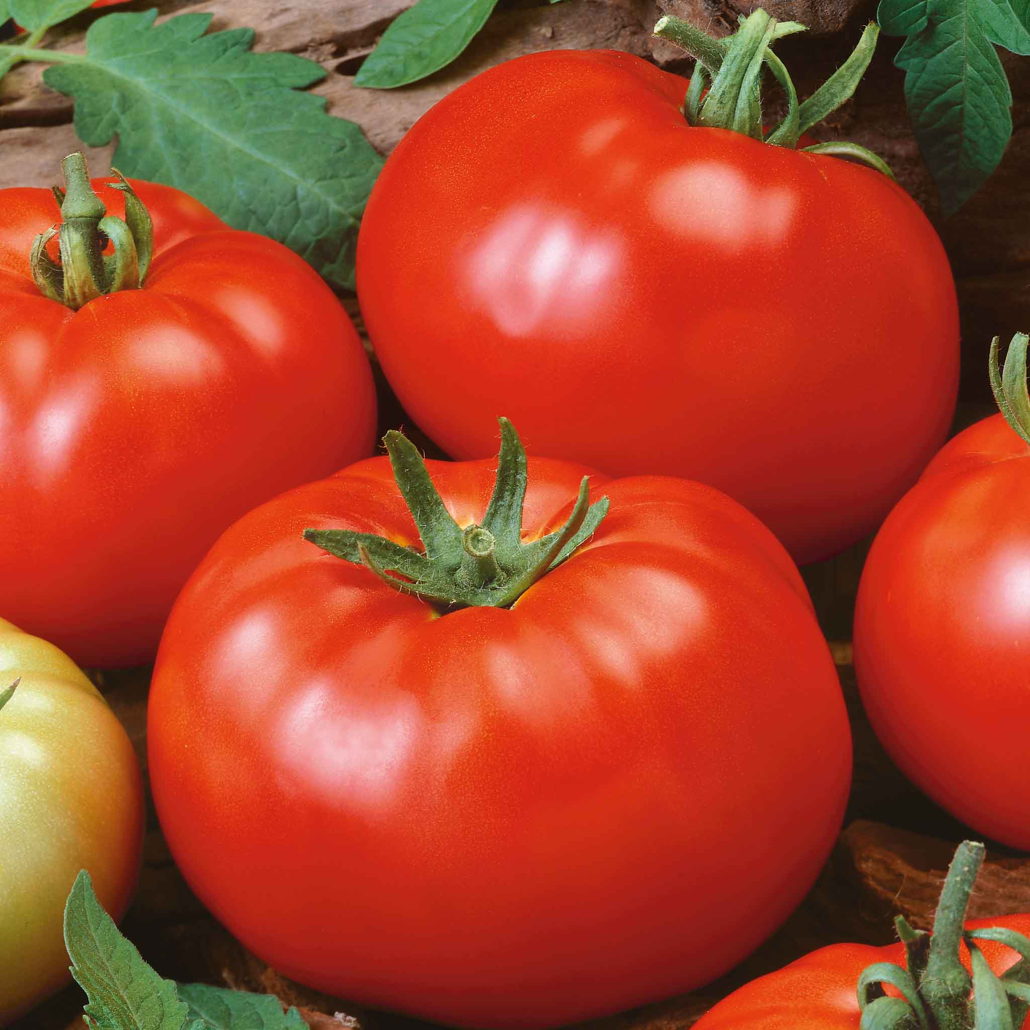 Tomato Seeds - Beefsteak (Determinate)