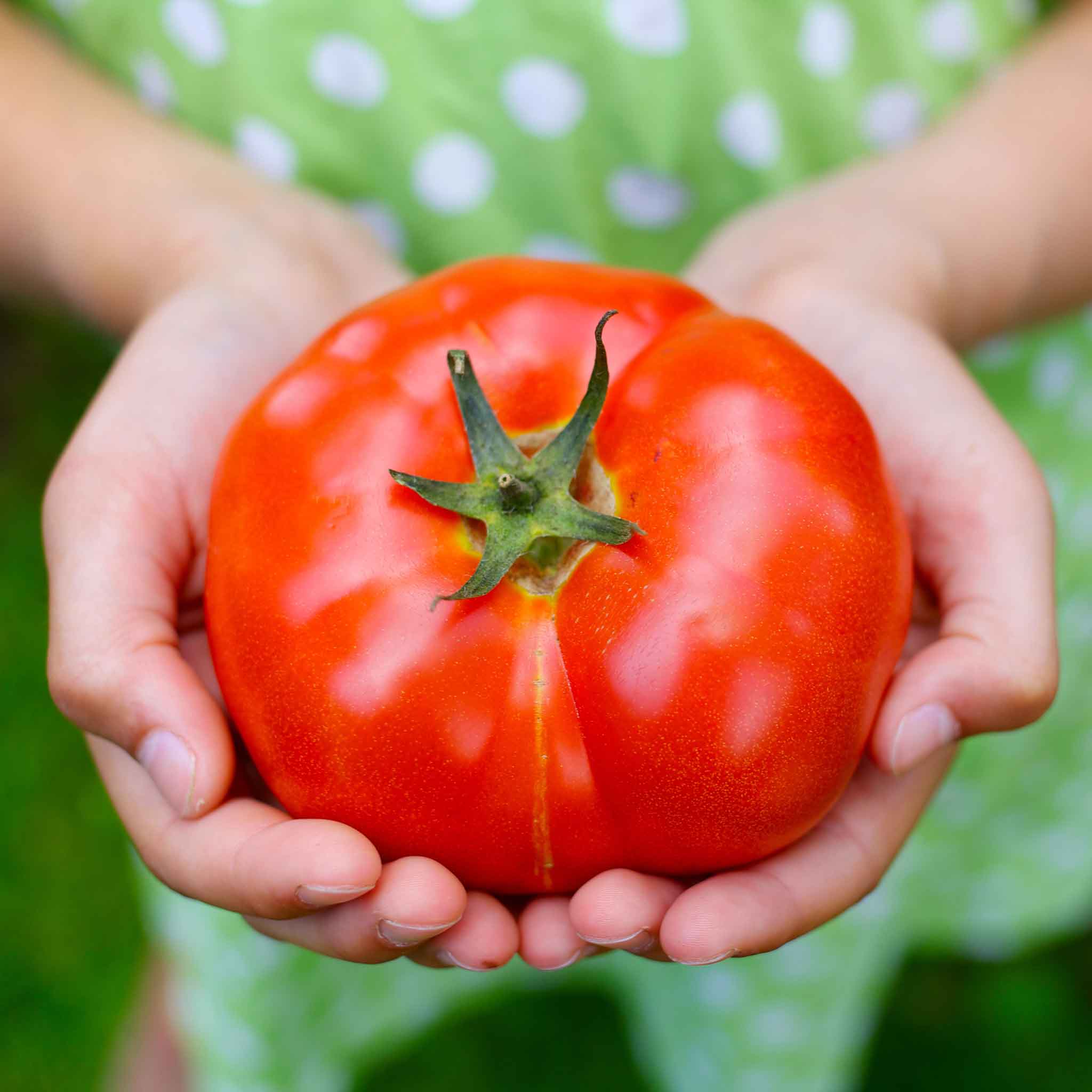 Tomato Seeds - Big Beef Plus