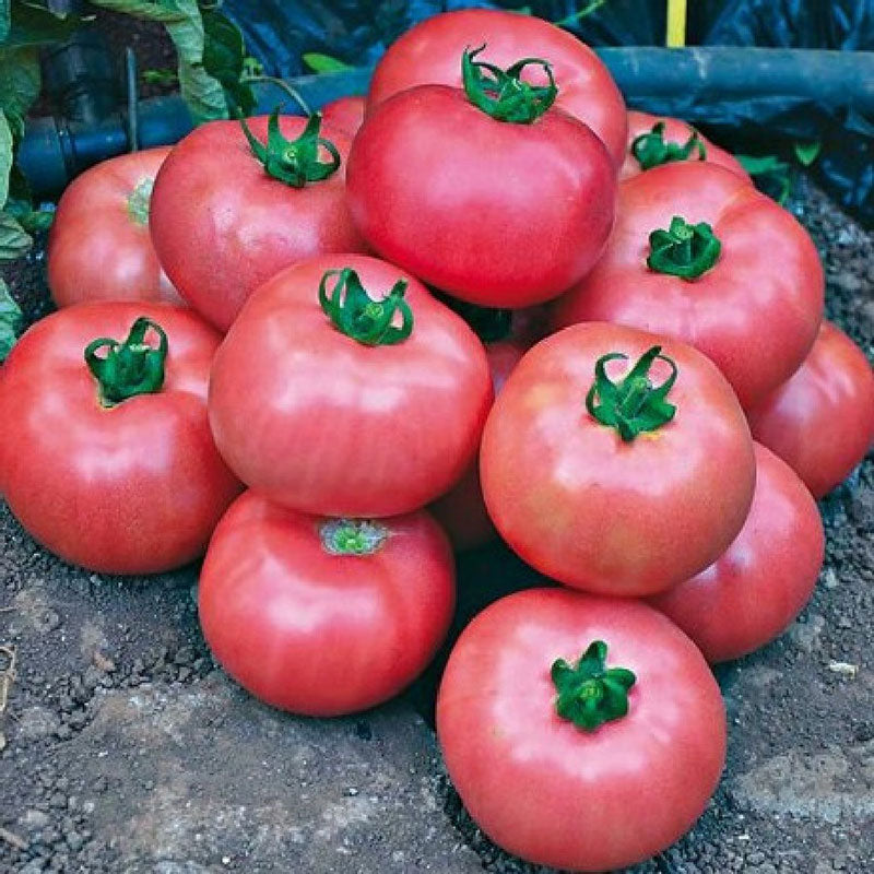 Tomato Seeds - Bradley