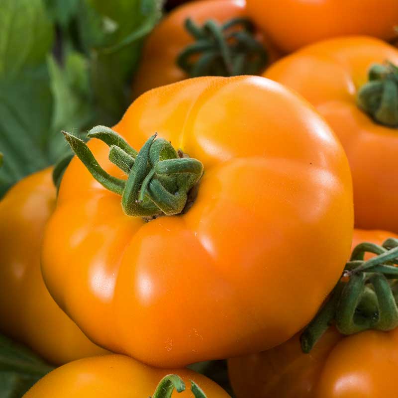 Tomato Seeds - Chef's Choice Orange F1