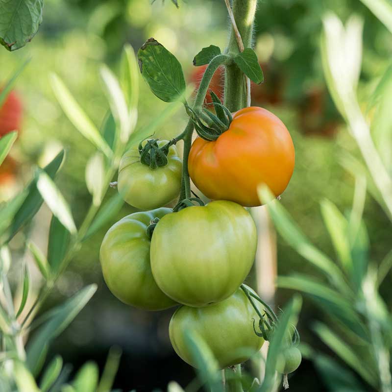 Tomato Seeds - Chef's Choice Orange F1