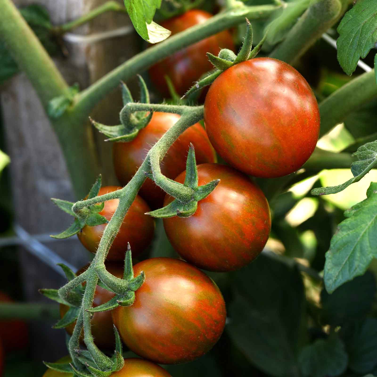 Tomato Seeds - Chocolate Sprinkles