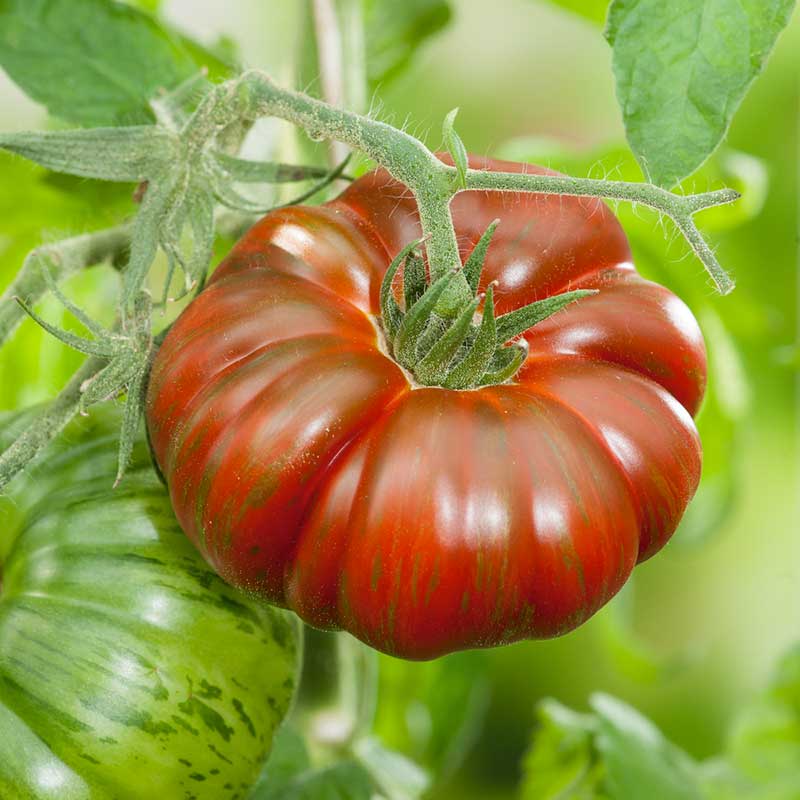 Tomato Seeds - Chocolate Stripes